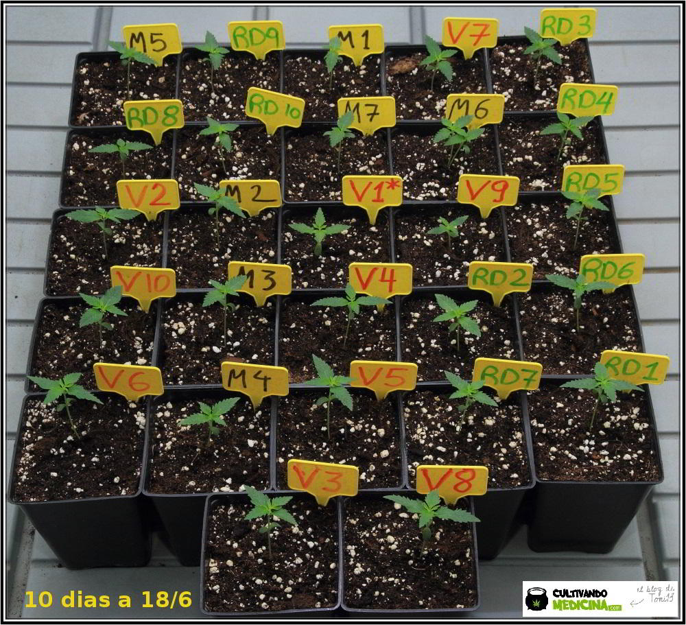 3- 10 días de crecimiento vegetativo en el cultivo con semillas regulares 2