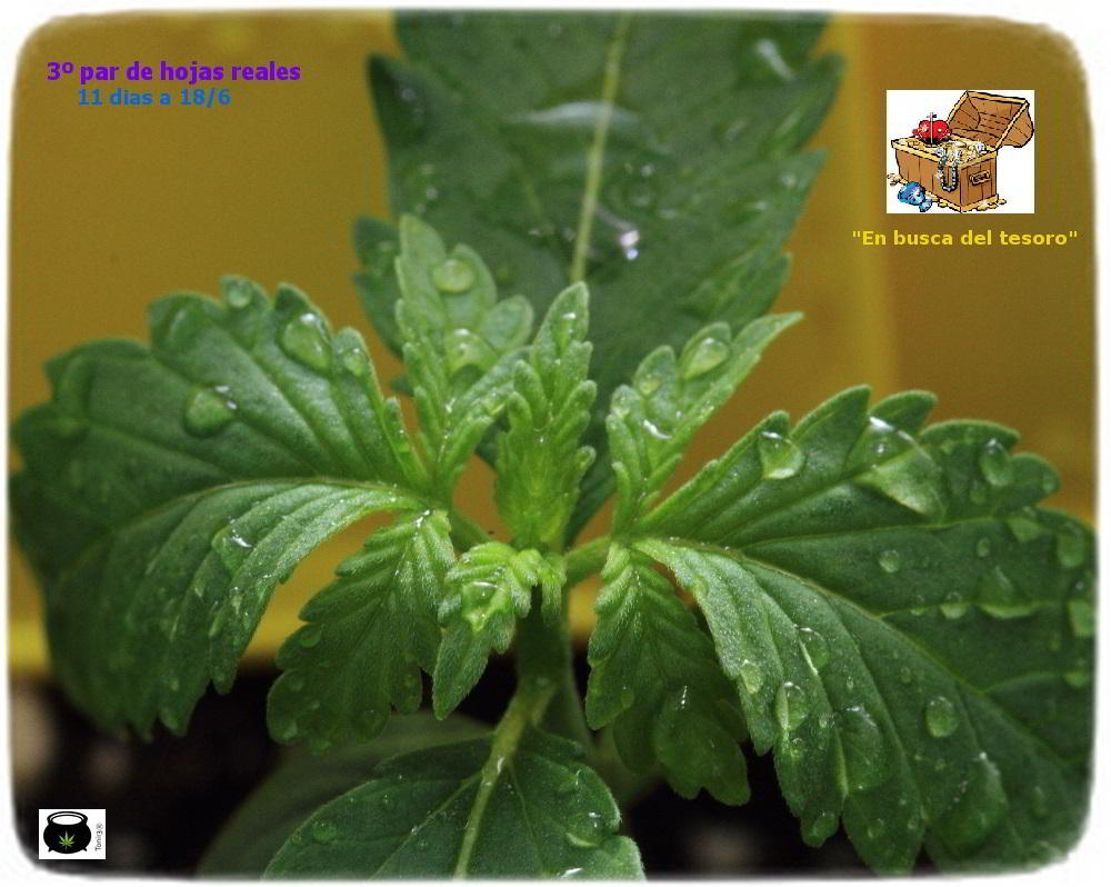 4- 11 días de crecimiento vegetativo: 3º par de hojas reales