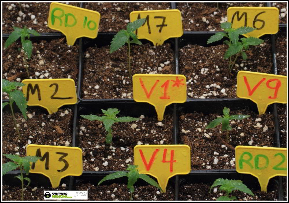 4- 11 días de crecimiento vegetativo: 3º par de hojas reales 2