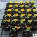 5- 14 días de crecimiento vegetativo en el cultivo con semillas regulares