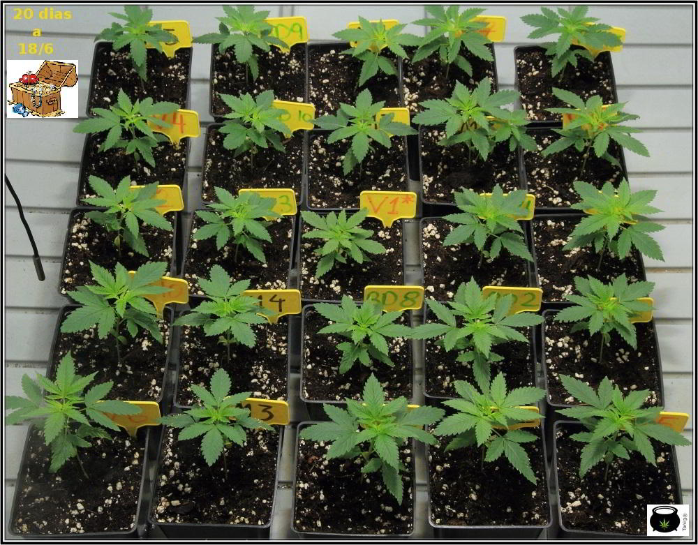 6- Cultivo de marihuana con semillas regulares: 20 días de crecimiento vegetativo 1