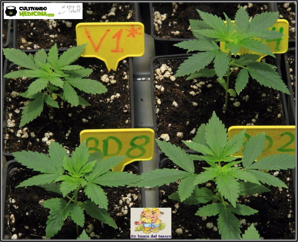 6- Cultivo de marihuana con semillas regulares: 20 días de crecimiento vegetativo 2