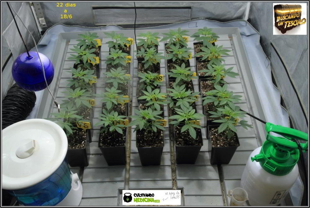 7- 22 días de crecimiento vegetativo en el cultivo de marihuana: 6º entrenudo 1