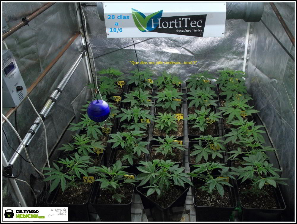 10- 28 días de crecimiento vegetativo en el cultivo de marihuana: controlando la altura 1