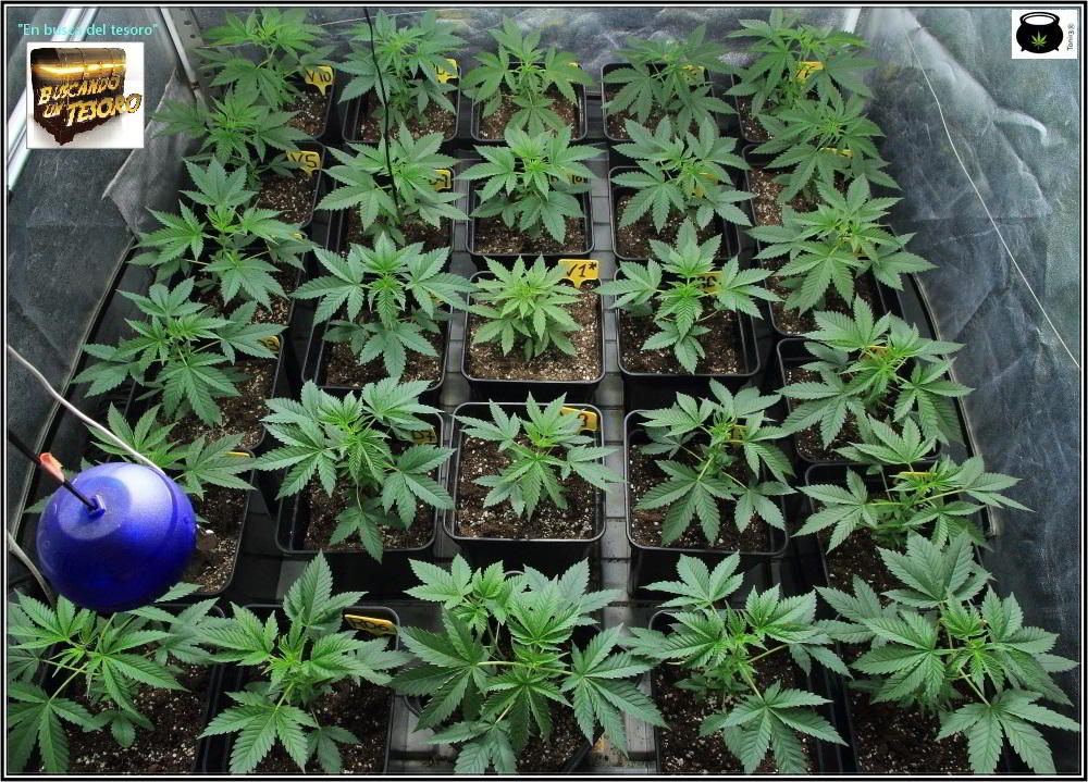 10- 28 días de crecimiento vegetativo en el cultivo de marihuana: controlando la altura 2