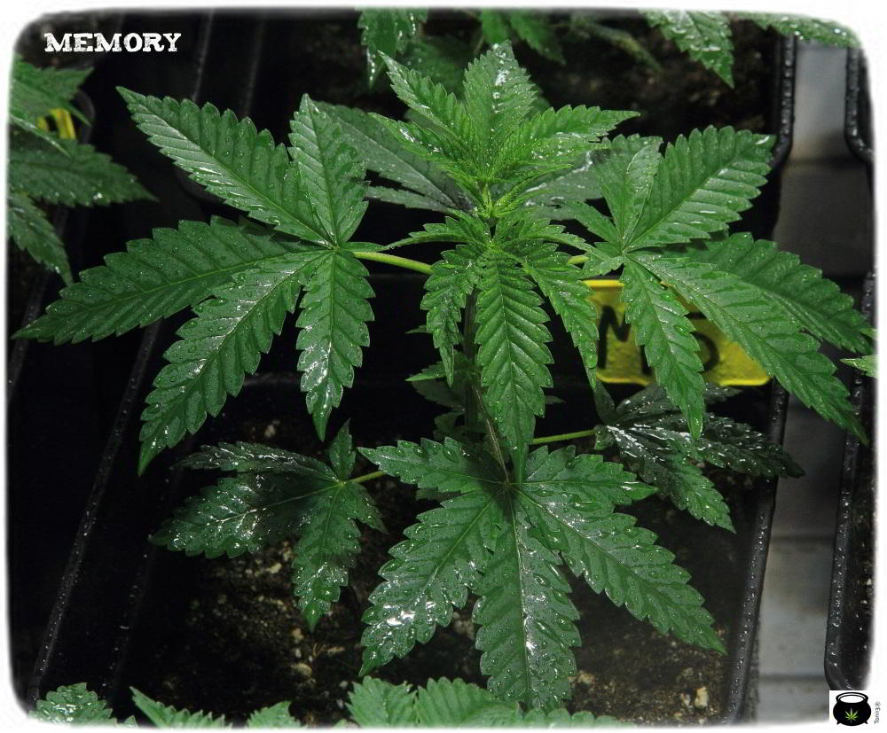 10- 28 días de crecimiento vegetativo en el cultivo de marihuana: controlando la altura 3