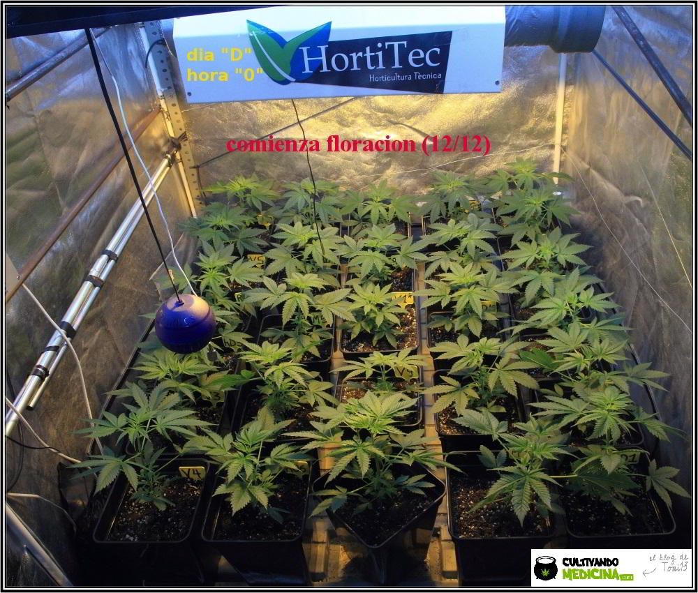 Cuándo y cómo pasar a floración las plantas de marihuana: De 18/6 a 12/12: Plantas Marihuana pasando de crecimiento a Floración.