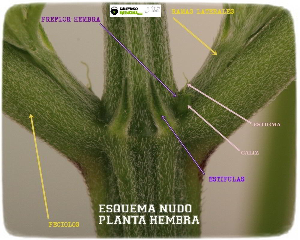 Planta de marihuana hembra esquema: diferenciar una planta de marihuana macho de una planta hembra