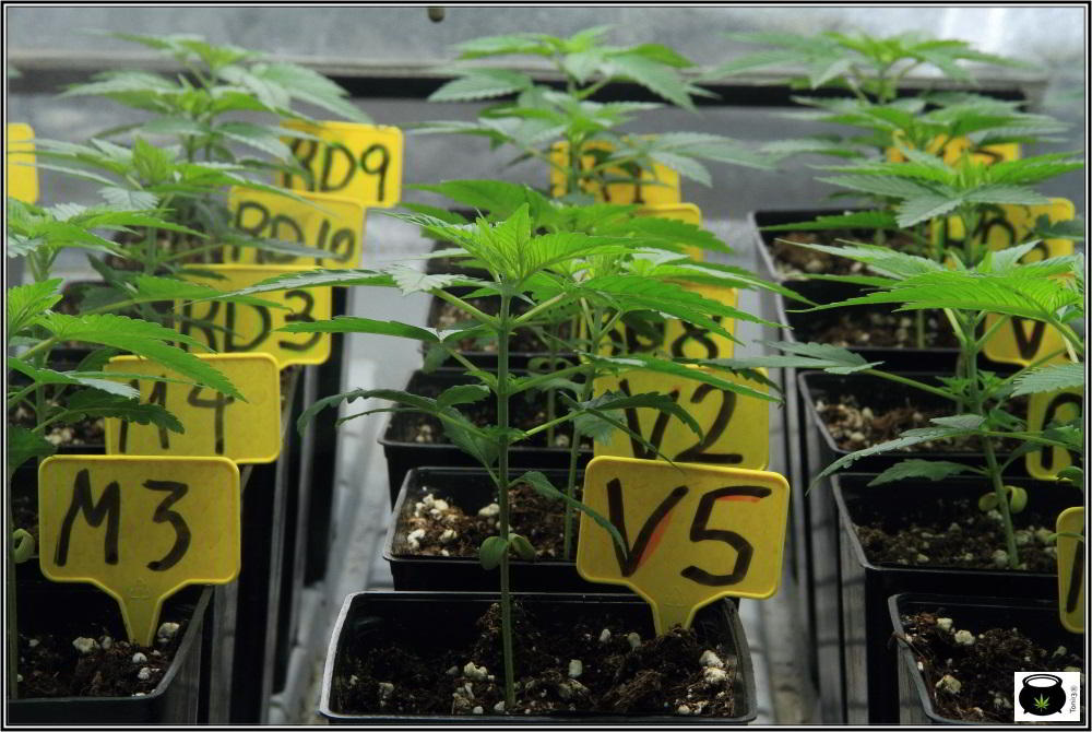 7- 22 días de crecimiento vegetativo en el cultivo de marihuana: 6º entrenudo 2