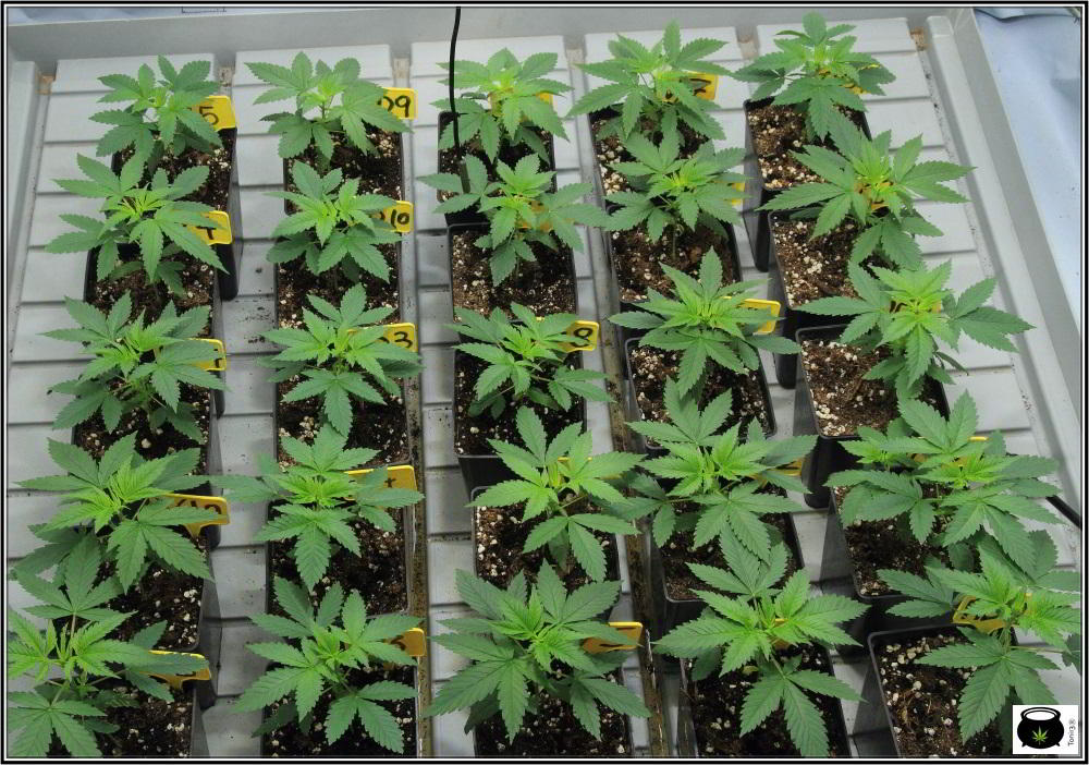 7- 22 días de crecimiento vegetativo en el cultivo de marihuana: 6º entrenudo 3