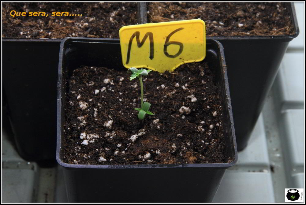8- 23 días de crecimiento vegetativo en el cultivo: la ley del mas fuerte 2