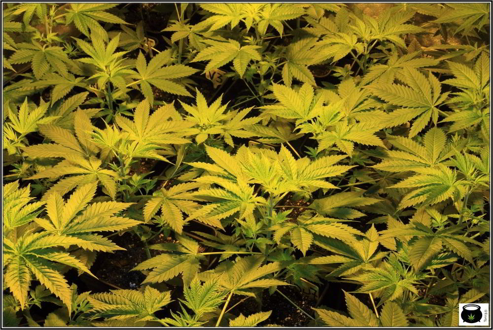13- Actualización del cultivo de marihuana: 4 días a 12/12 2