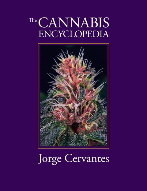 foto portada cannabis encyclopedia jorge cervantes
