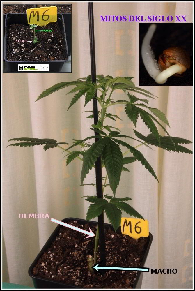 semillas de marihuana hembra y macho regulares
