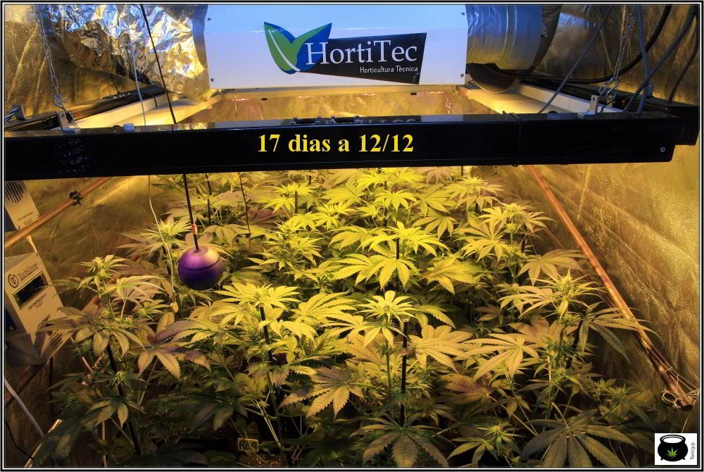 Seguimiento: Cultivo de marihuana con semillas regulares. Cultivador: Toni13. 1