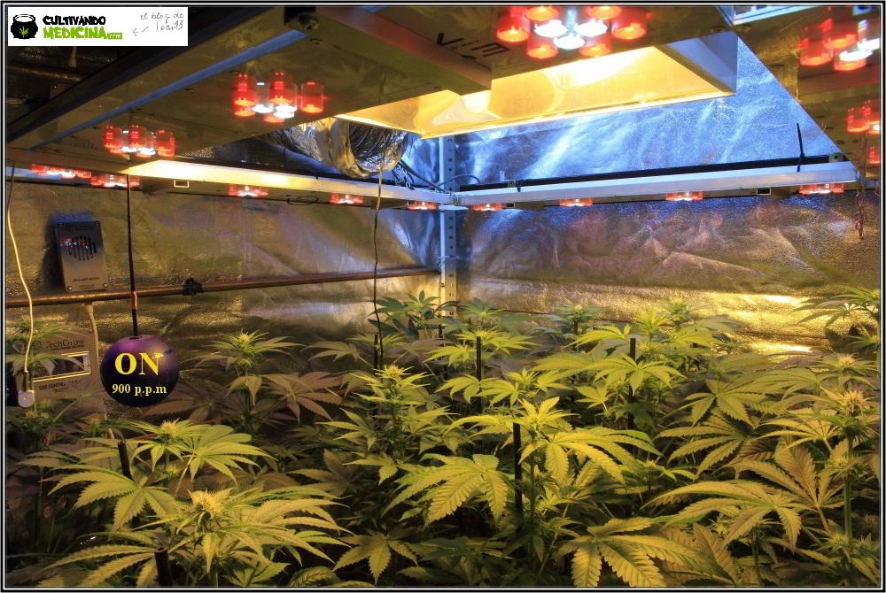 Seguimiento: Cultivo de marihuana con semillas regulares. Cultivador: Toni13. 2