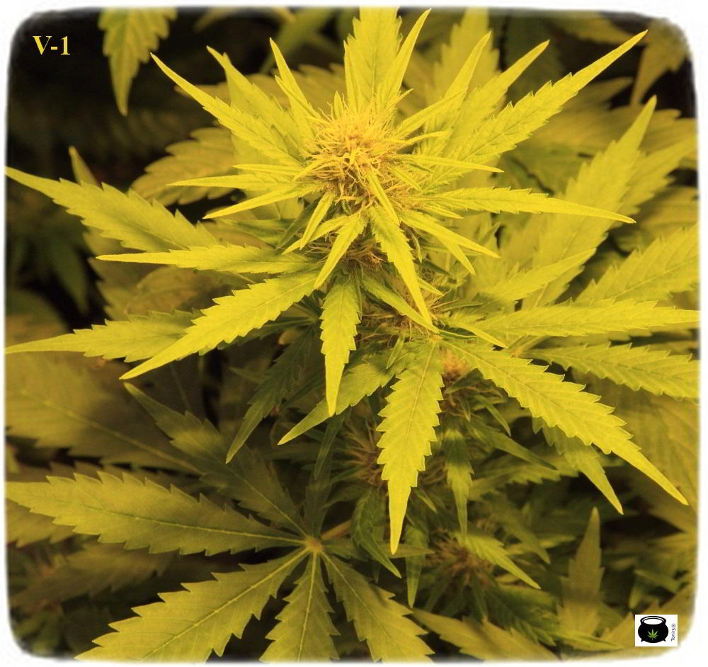 Seguimiento: Cultivo de marihuana con semillas regulares. Cultivador: Toni13. 4