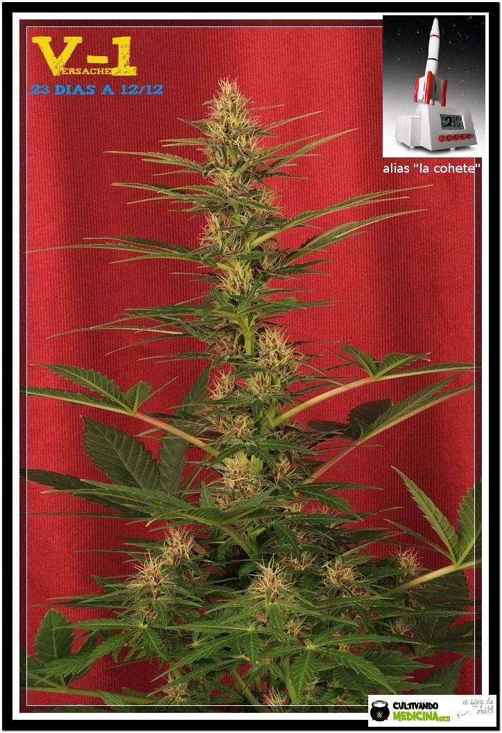 planta de marihuana Versache 1 de semilla regular 1