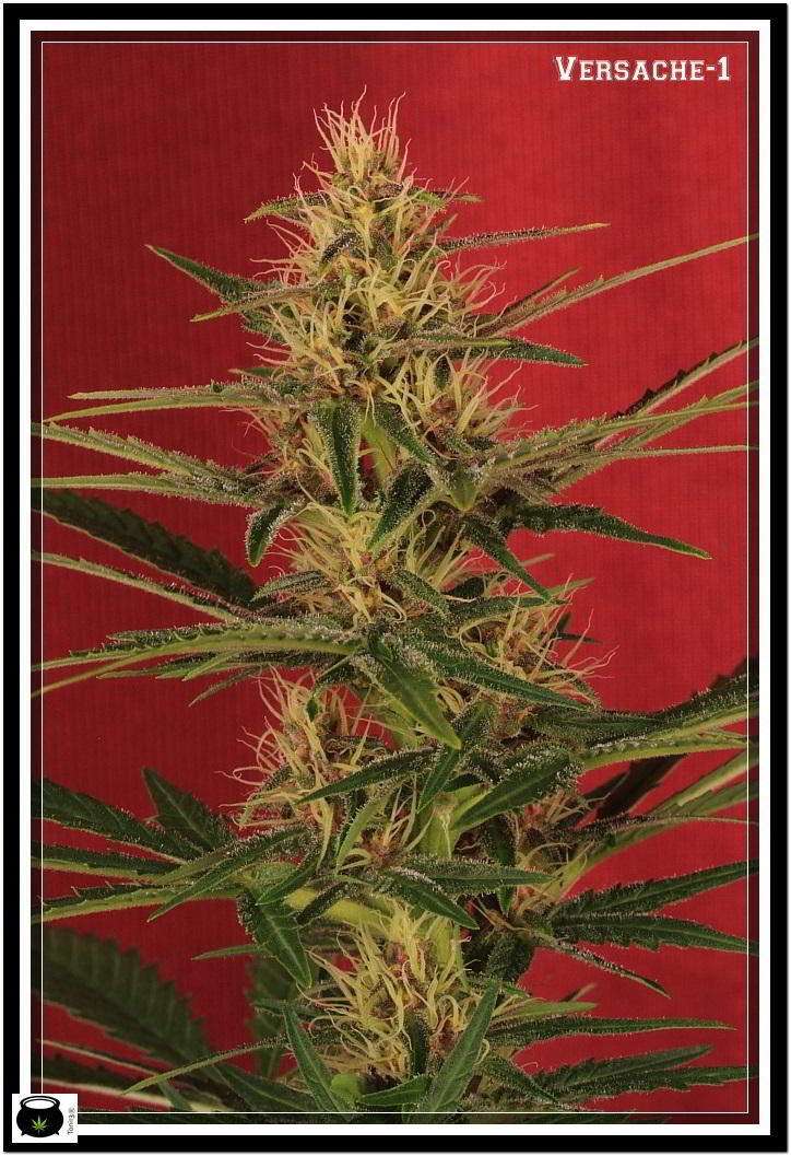 planta de marihuana Versache 1 de semilla regular 2