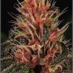 The Cannabis Encyclopedia libro de Jorge Cervantes
