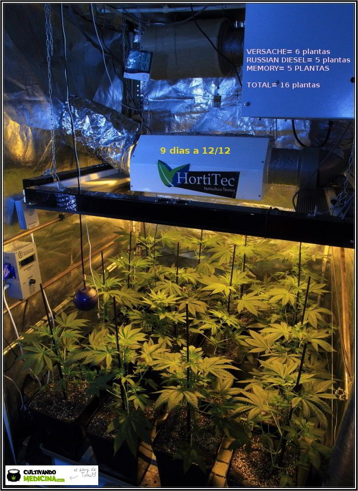 15- 9 días a 12/12: comienza la transformación del cultivo de marihuana 1