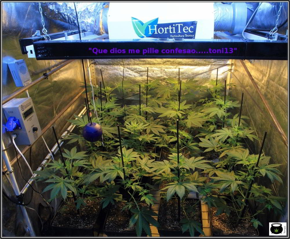 15- 9 días a 12/12: comienza la transformación del cultivo de marihuana 2