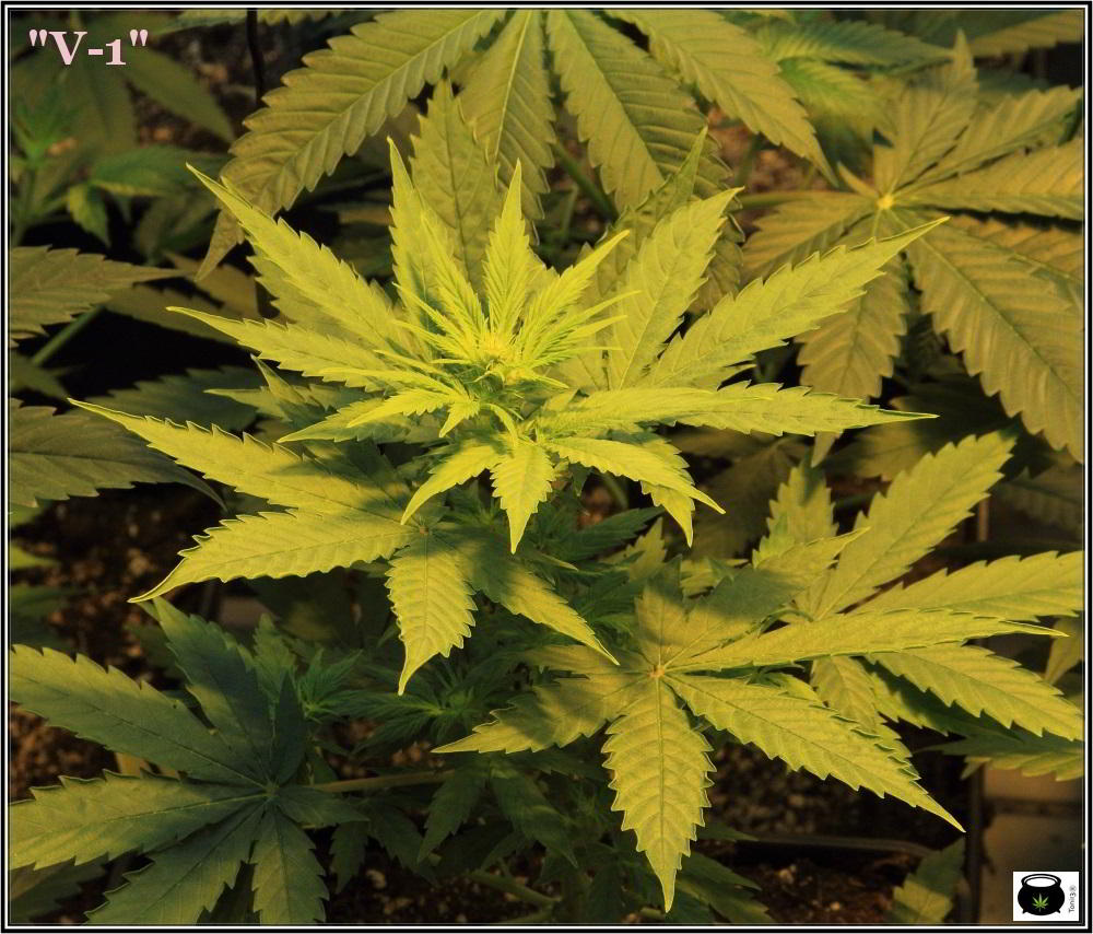 15- 9 días a 12/12: comienza la transformación del cultivo de marihuana 3