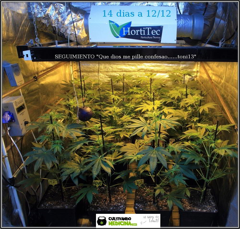18- Actualización general del cultivo de marihuana: 14 días a 12/12 1