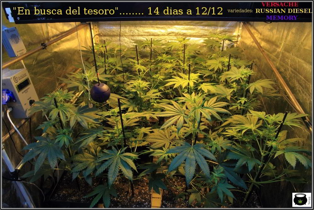 18- Actualización general del cultivo de marihuana: 14 días a 12/12 2