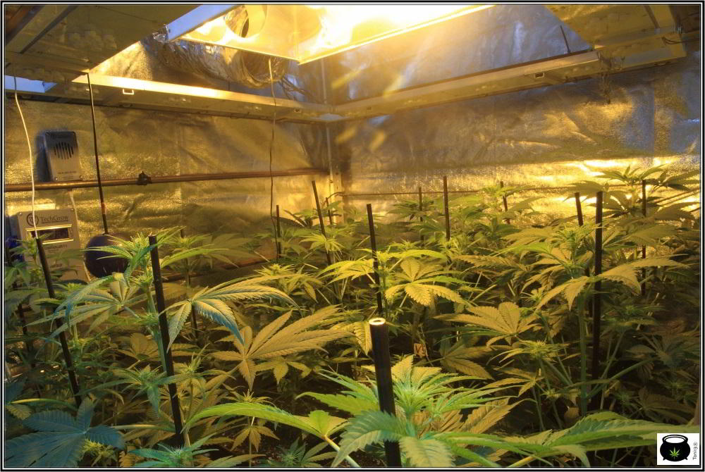 18- Actualización general del cultivo de marihuana: 14 días a 12/12 3