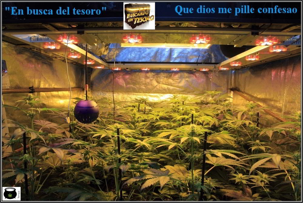 Seguimiento: Cultivo de marihuana con semillas regulares. Cultivador: Toni13. 3