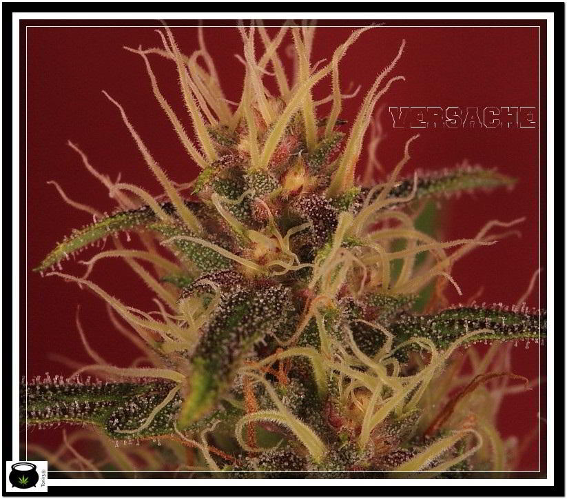planta de marihuana Versache 1 de semilla regular 4