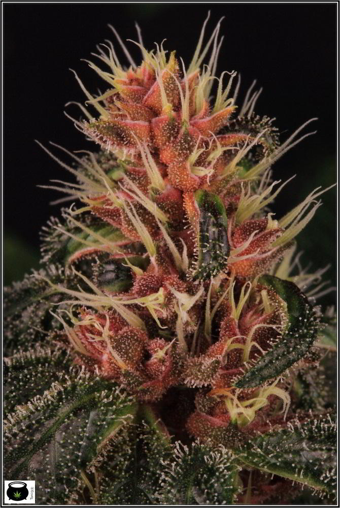 foto portada cannabis encyclopedia jorge cervantes 1