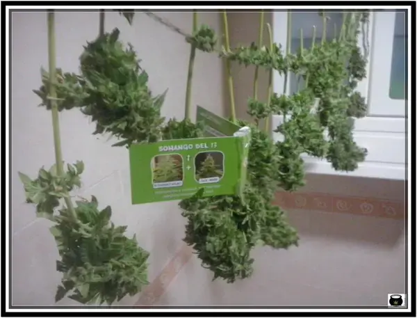 somango del 13