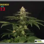 fotografías amigos de toni13: SOMANGO DEL 13 Variedad de marihuana