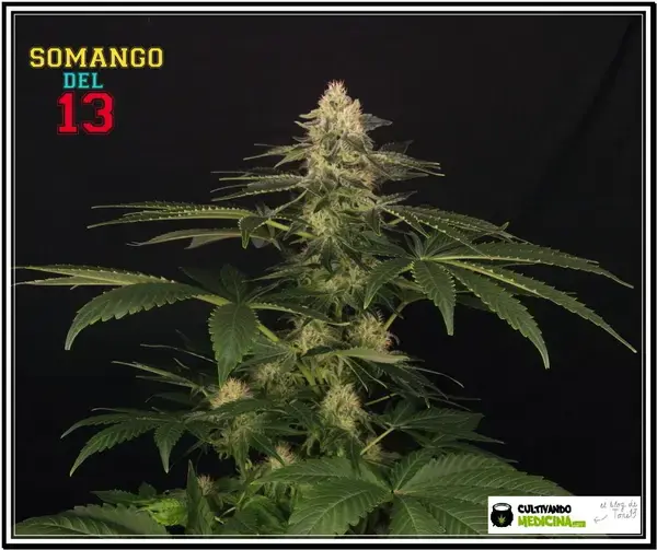 Somango del 13