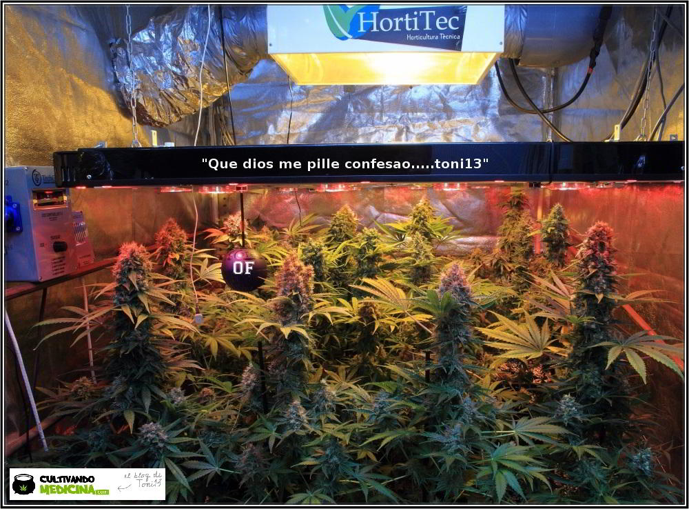 cultivo de marihuana de semillas regulares de Toni13 2