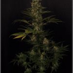 27- Actualización del cultivo de marihuana: 54 días a 12/12: Versache Nº8