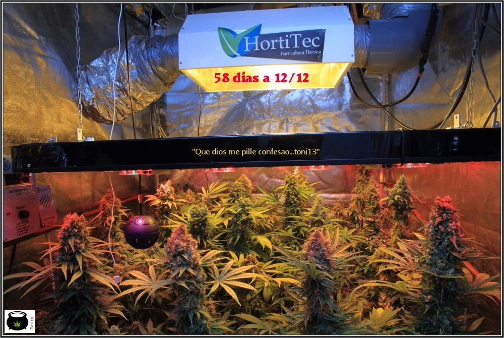 cultivo de marihuana interior semillas regulares hortitec toni13 1