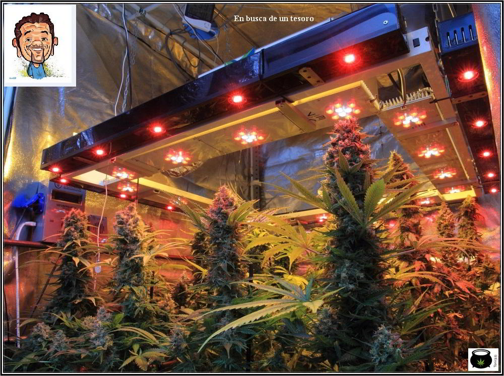 cultivo de marihuana interior semillas regulares hortitec toni13 3