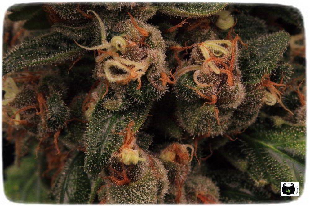 Planta de marihuana semilla regular cultivo Toni13 Biobizz 3