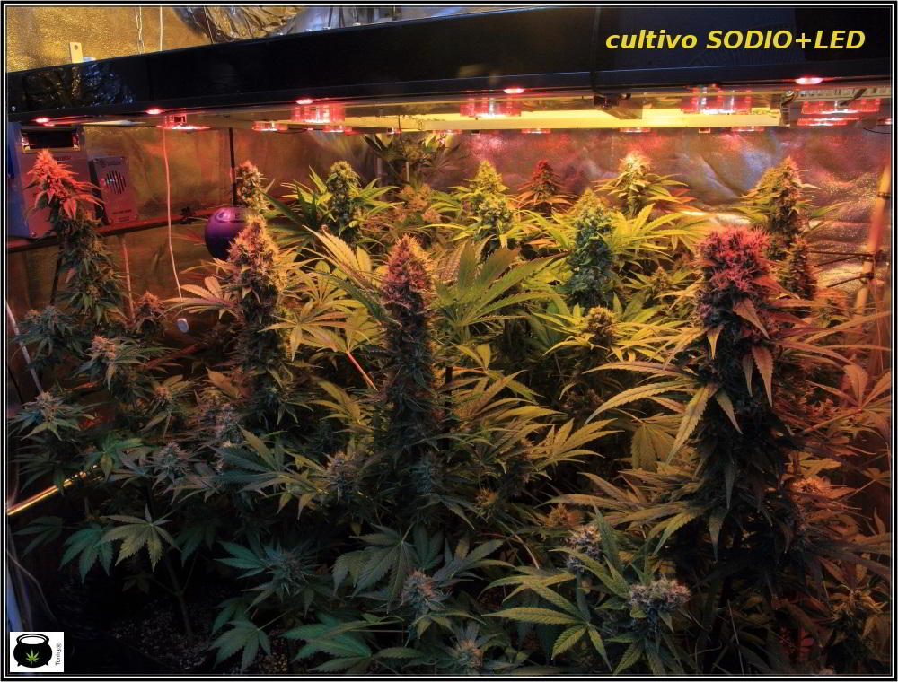 semillas regulares de marihuana en cultivo de interior