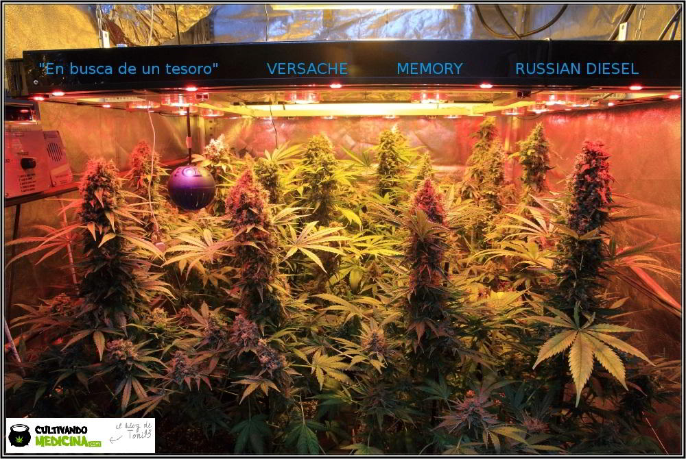 cultivo de marihuana interior semillas regulares hortitec toni13 2