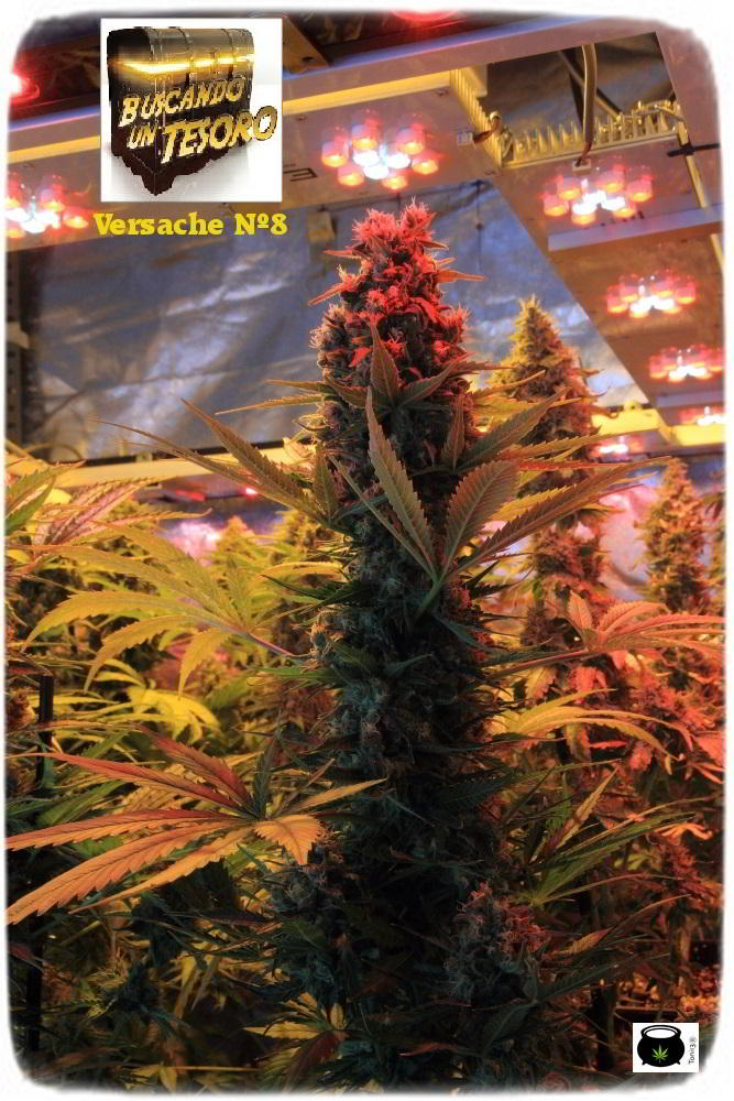 cultivo de marihuana interior semillas regulares hortitec toni13 5