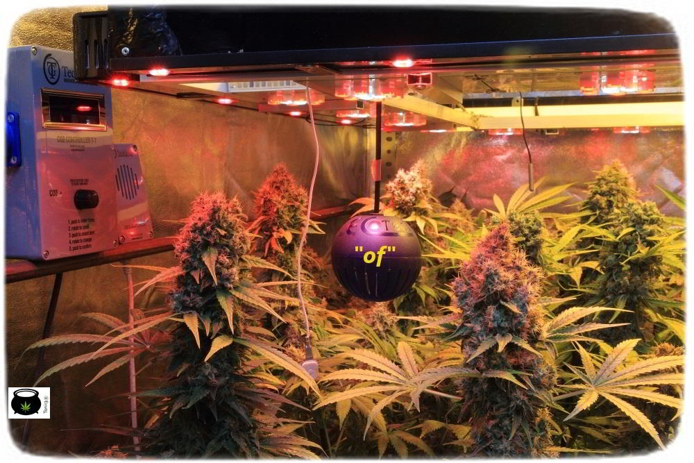 cultivo de marihuana interior semillas regulares hortitec toni13 7
