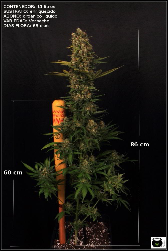 ec-y-ph-Articulo-Soft-Secrets-cultivo-de-marihuana-2