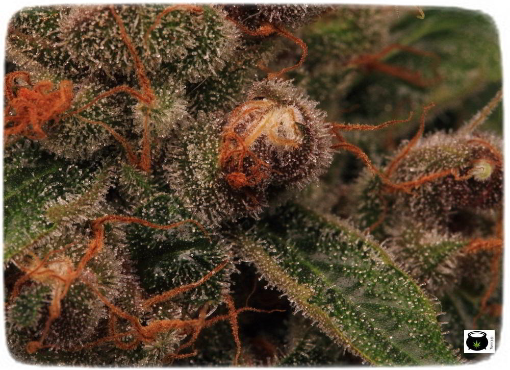 Planta de marihuana semilla regular cultivo Toni13 Biobizz 4