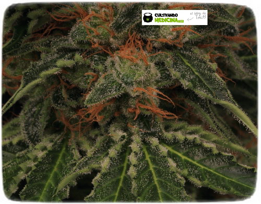 Planta de marihuana semilla regular cultivo Toni13 Biobizz 5