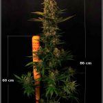 Sistemas de CO2 para cultivos de marihuana