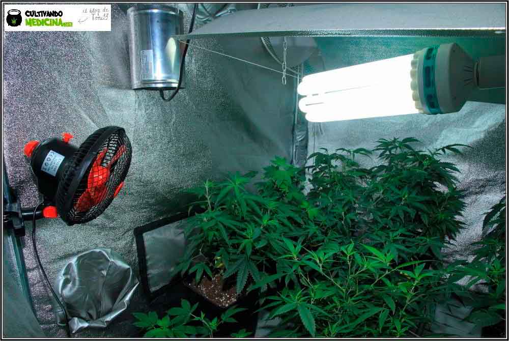 Ventilador de pinza para cultivos de marihuana de interior